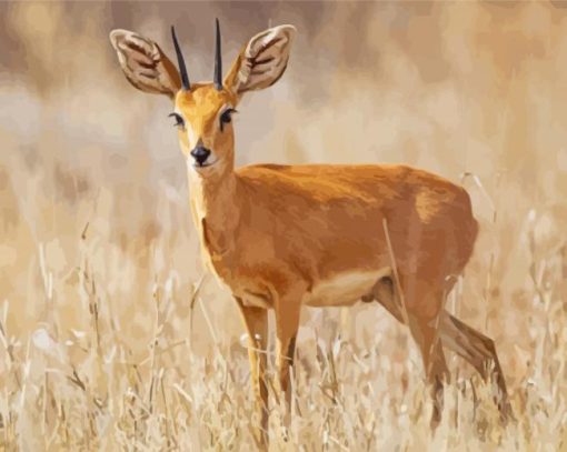 Steenbok Animal Paint By Numbers