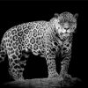 Black And White Cheetahs Wild Animal Paint By Numbers