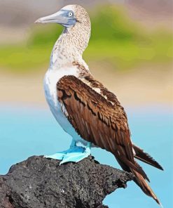 Blue Footed Booby Bird Paint By Numbers