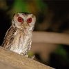 Philippine Scops Owl On Branch Paint By Numbers