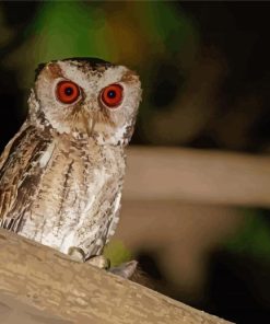 Philippine Scops Owl On Branch Paint By Numbers