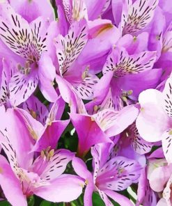 Purple Alstroemeria Flower Paint By Numbers