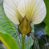 The White Bat Flower Paint By Numbers