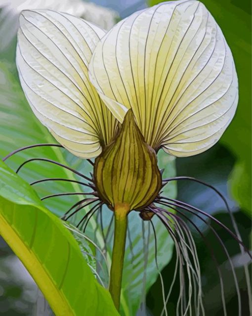 The White Bat Flower Paint By Numbers