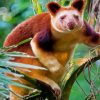 Tree Kangaroo Animal Paint By Numbers