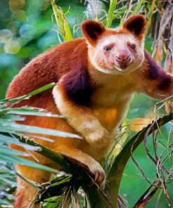 Tree Kangaroo Animal Paint By Numbers