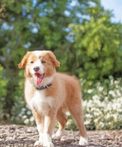 Blonde Border Collie Puppy Paint By Numbers