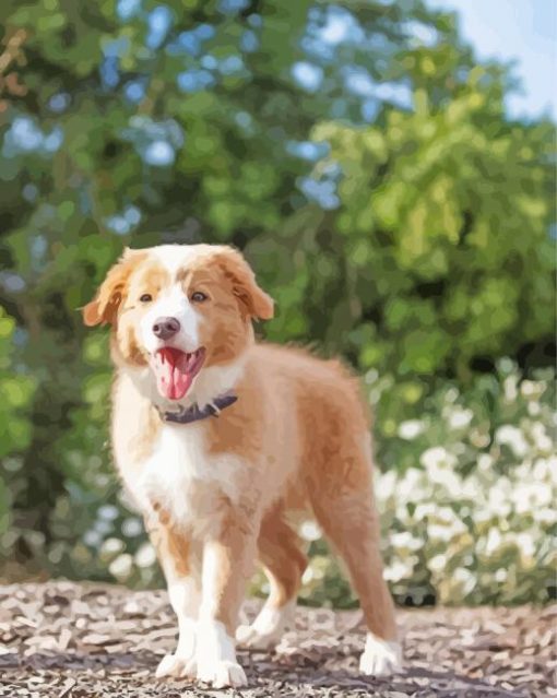 Blonde Border Collie Puppy Paint By Numbers