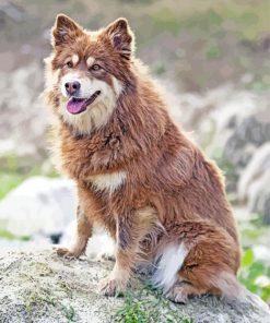 Brown Finnish Lapphund Dog Paint By Numbers