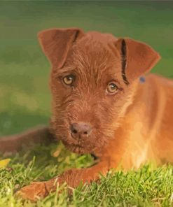 Brown Patterdale Terrier Dog Paint By Numbers