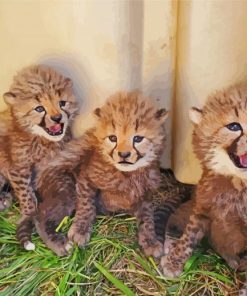 Cheetah Babies Paint By Numbers