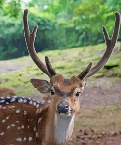 Close Up Axis Deer Animal Paint By Numbers