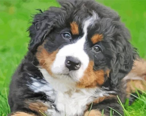 Cute Bernedoodle Puppy Paint By Numbers