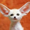 Fennec Fox With Big Ears Paint By Numbers