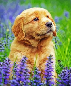 Golden Puppy In Lavender Field Paint By Numbers