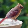 Juvenile Cardinal Bird Paint By Numbers