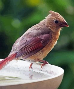 Juvenile Cardinal Bird Paint By Numbers