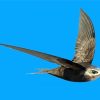 Swift Bird And Blue Sky Paint By Numbers