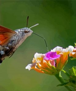 The hummingbird Hawk Moth Insect Paint By Numbers