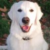 White Golden Retriever Dog Paint By Numbers