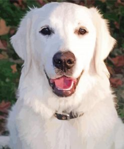 White Golden Retriever Dog Paint By Numbers