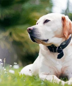 White Labrador Dog Paint By Numbers