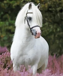 White Welsh Pony Animal Paint By Numbers