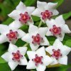 White And Purple Hoya Flowers Paint By Numbers