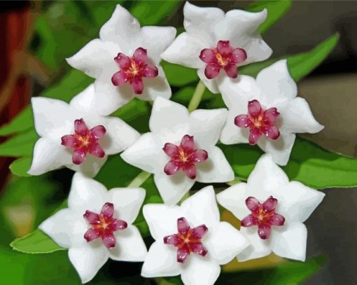 White And Purple Hoya Flowers Paint By Numbers