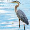 Adorable Grey Heron Paint By Numbers