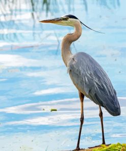 Adorable Grey Heron Paint By Numbers