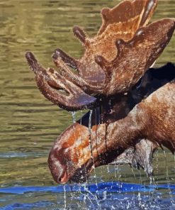 Brown Moose Head In Water Paint By Numbers