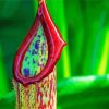 Close up Pitcher Plant Paint By Numbers