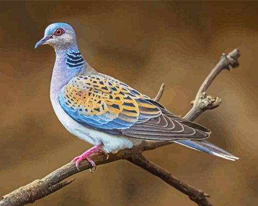 Cool Turtle Dove Paint By Numbers