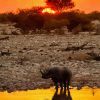 Rhino Sunset Reflection In Water Paint By Numbers