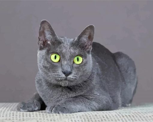 Grey Korat Cat Paint By Numbers