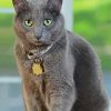 Grey Korat Cat Paint By Numbers