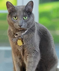 Grey Korat Cat Paint By Numbers