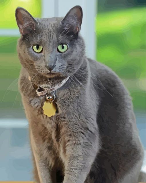 Grey Korat Cat Paint By Numbers