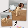Painting By Numbers Custom Pets